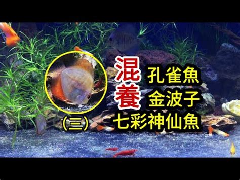 珠鱗混養|【珠鱗 混養】珠鱗與孔雀魚混養攻略：讓你輕鬆養好兩者！